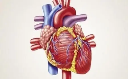 من أين يخرج الدم بعد أن يغادر القلب