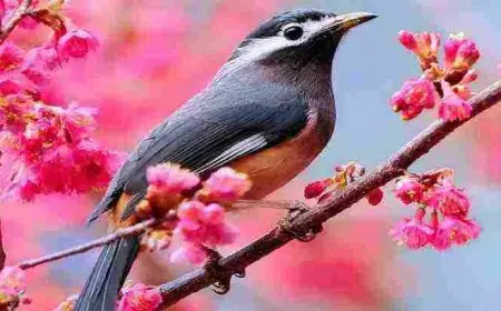 موضوع تعبير عن الطيور  