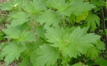 من جربت عشبة رجل الأسد للتنحيف