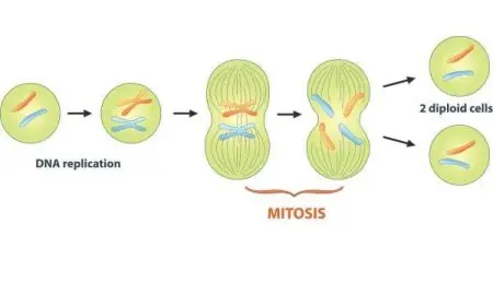 ما الخطوة الأولى في الانقسام المتساوي