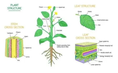 أجزاء النبات ووظائفها