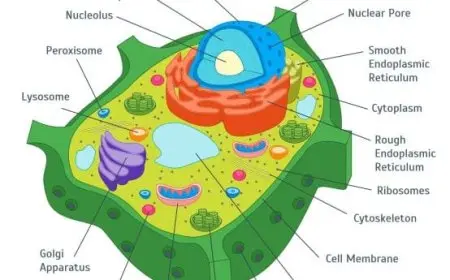 في الخلايا النباتية يتخصر الغشاء الخلوي في الوسط. صواب خطأ