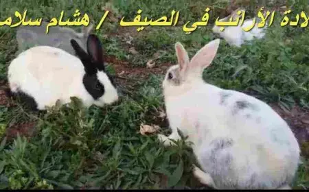 كيفية تربية الأرانب في الصيف