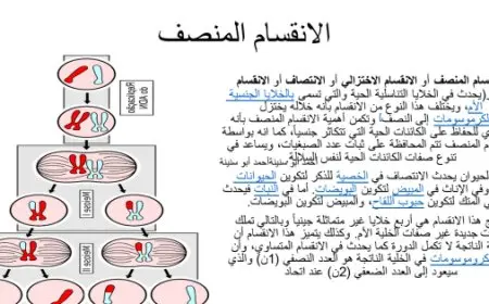 خلال الانقسام المنصف تحتوي كل خلية جنسية على 22 كروموسوم