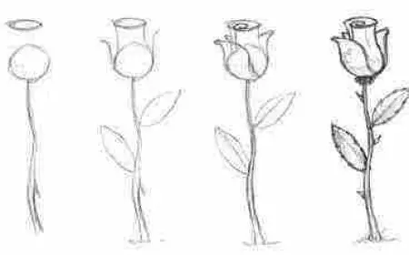 كيف أتعلم الرسم للمبتدئين