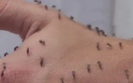 لماذا خلق الله البق