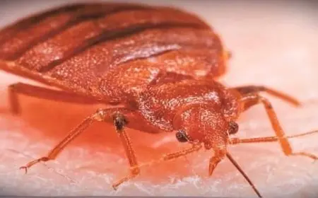 دعاء لطرد البق من المنزل