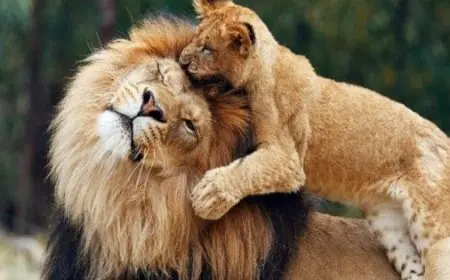 قائمة أسماء الأسد في اللغة العربية