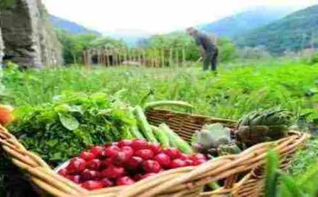 وصف المدينة بصفة عامة