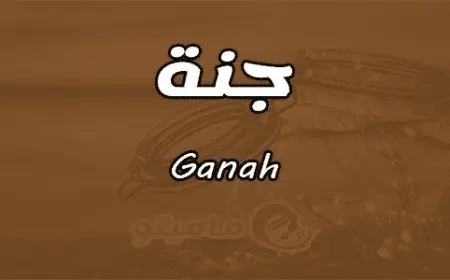 تخصصات جامعة فاروس بالإسكندرية