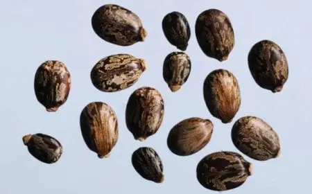 تجربتي مع حبة الملوك