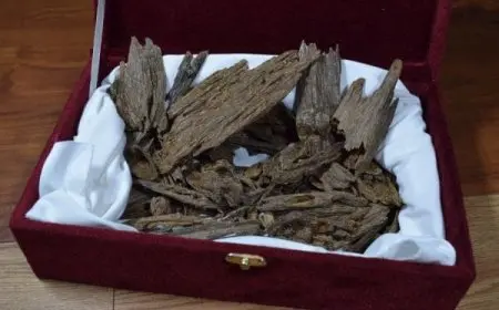 أفضل أنواع العود الأزرق