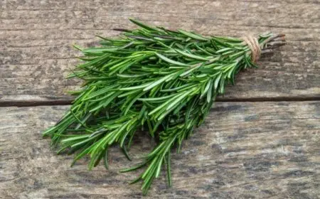 فوائد أكليل الجبل للتنحيف