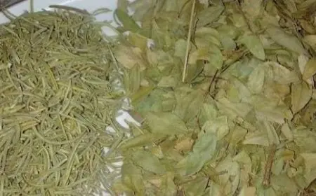 طريقة استخدام السدر للشعر