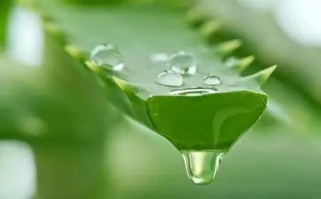 استخدام الصبار للشعر دون إضافات