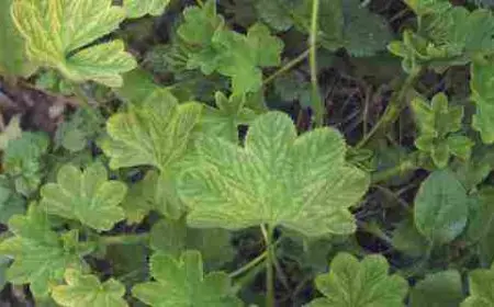 عشبة رجل الأسد لشد الجسم