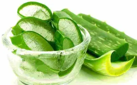 فوائد جل الصبار للبشرة الدهنية الألوفيرا