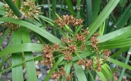 تجربتي مع نبات السعد لإزالة الشعر