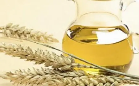 هل زيت جنين القمح يبيض البشرة