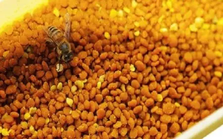 تجربتي مع حبوب اللقاح للتسمين