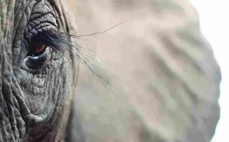 ما هو الحيوان