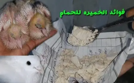 فوائد الخميرة للحمام وكيفية أستخدامها؟