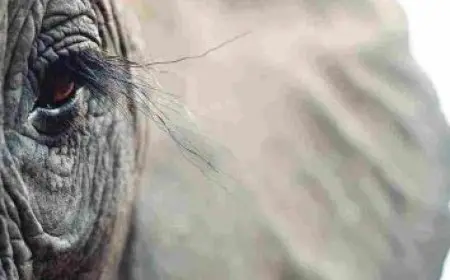 جامعة الامام محمد بن سعود الاسلامية