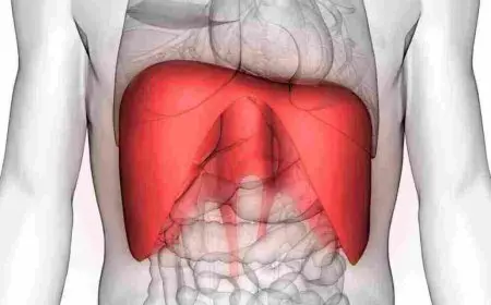 أين يقع الحجاب الحاجز