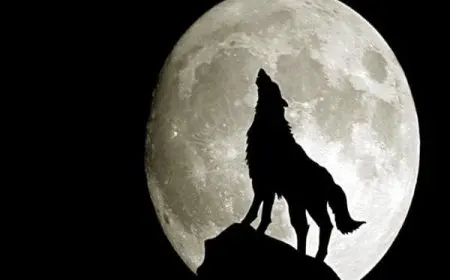 ماذا قال الرسول عن الذئب وقتله