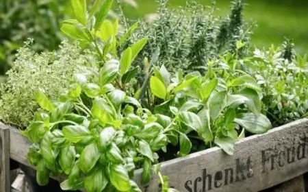 تجربتي مع الميرمية لفتح الرحم