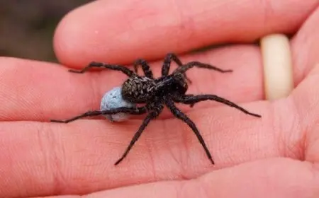 هل وجود العناكب في المنزل يدل على السحر