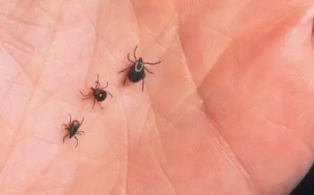 دعاء لطرد الصراصير من المنزل