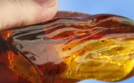 تجربتي مع العنبر للنطق