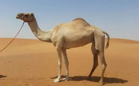 نبي معجزته الناقة أرسل لقوم ثمود من هو؟