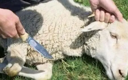 دعاء ذبح الأضحية عند الشيعة