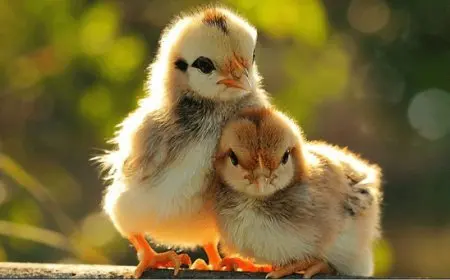 دراسة مشروع تربية الدجاج البلدي البياض