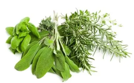 تجربتي مع حلفا بر