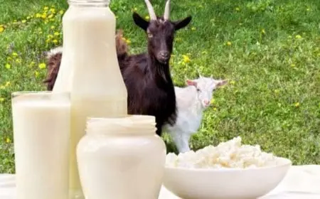 تجربتي مع حليب الماعز