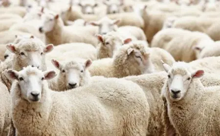 شروط الأضحية عند المالكية