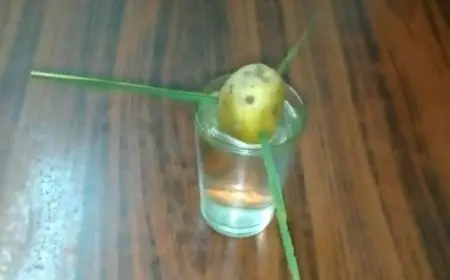 موعد زراعة البطاطس في المنزل