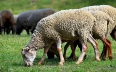 توزيع الأضحية حسب الشرع