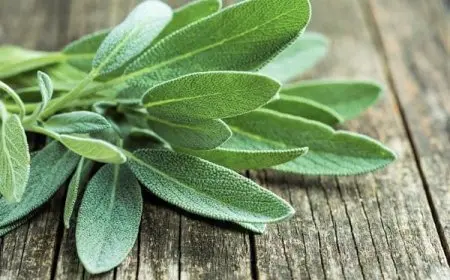 الميرمية لعلاج هرمون الذكورة