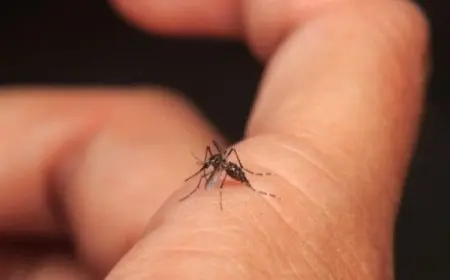 تجربتي مع حمى الضنك