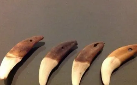 تجربتي مع ناب الذيب