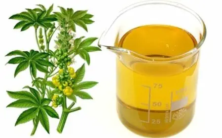 تجربتي مع زيت الخروع للشنب