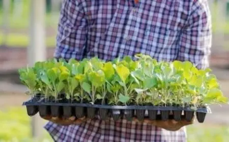 أفضل المشاريع الزراعية ربحا