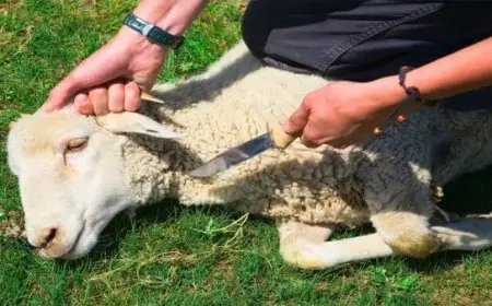 دعاء قبل ذبح أضحية العيد