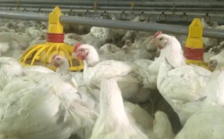 مشروع تربية الدواجن من الالف إلى الياء