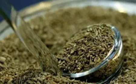 تجربتي مع شرب اليانسون