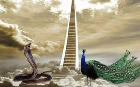 لماذا الطاووس لا يدخل الجنة